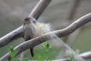 Wren_Collecting_Nest_Material